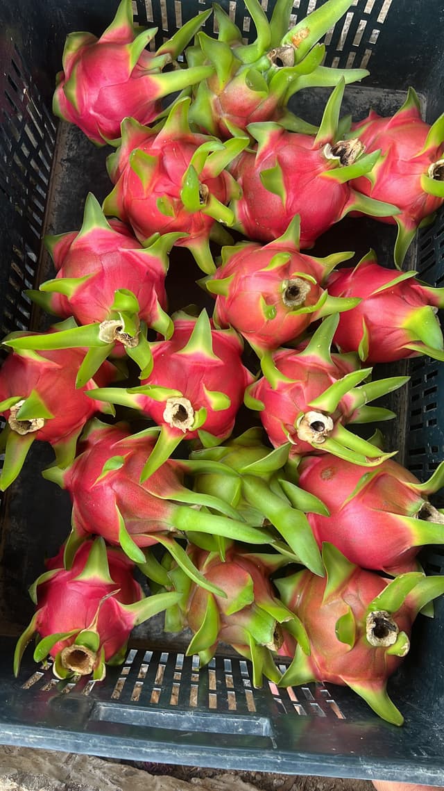 Reliable Seasonal Supply